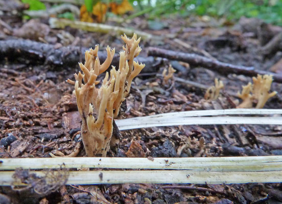 Ramaria myceliosa - Dwergkoraalzwam