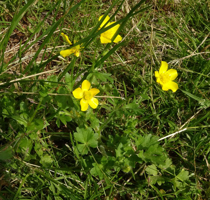 Behaarde boterbloem
