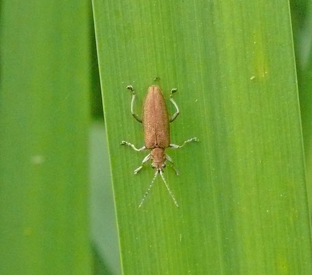 Donacia cinerea