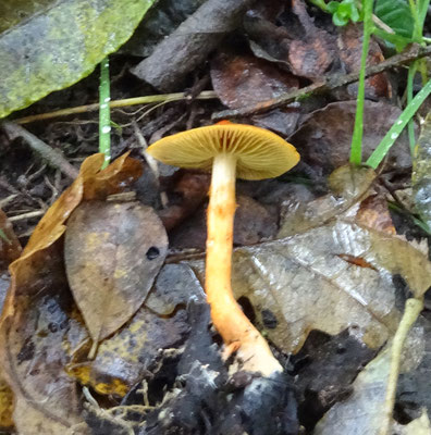 Cortinarius uliginosus - Koperrode gordijnzwam