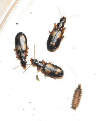 Calodomius spilotus - Kleine viervlekschorsloper