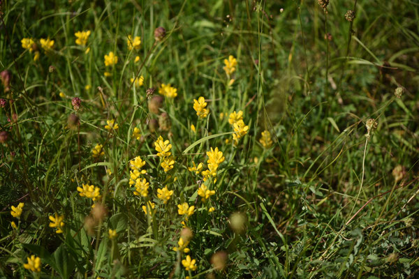 Genista sagittalis - Pijlbrem