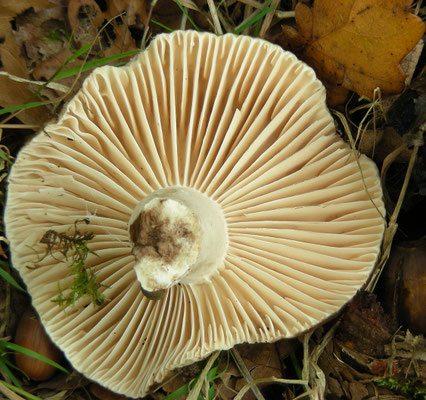 Russula risigallina - Abrikozenrussula