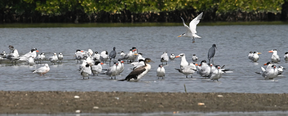 Caspian, Royal and Sandwich Tern