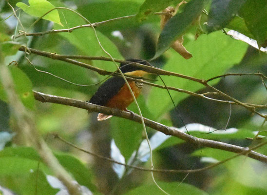 Green-and-rufous Kingfisher