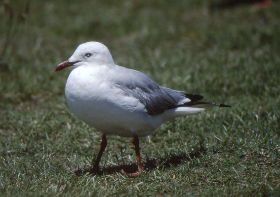 Silver Gull