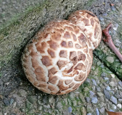 Agaricus subperonatus - Gordelchampignon