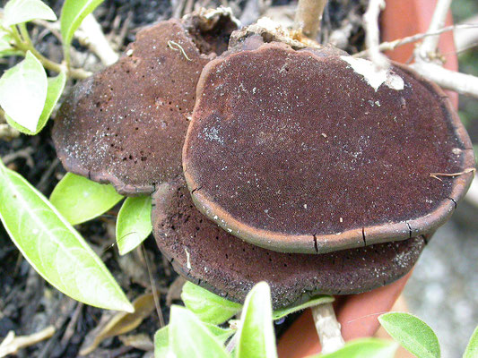 Phellinus ignarius - Echte vuurzwam