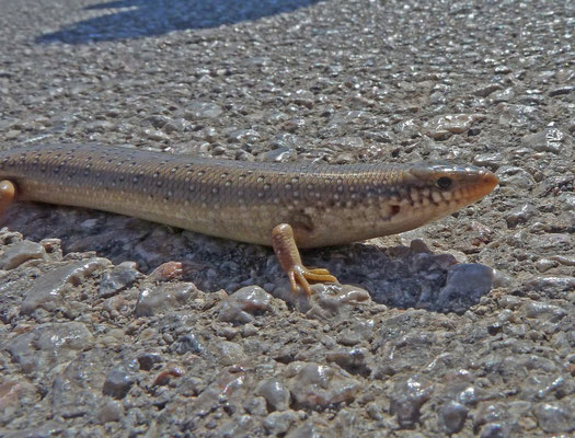 Chalcides ocellatus (Parelskink)