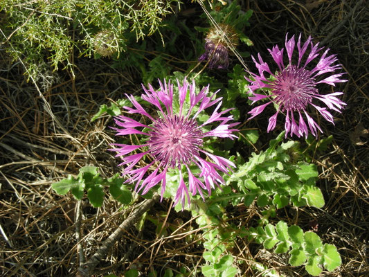 Centaurea pullata