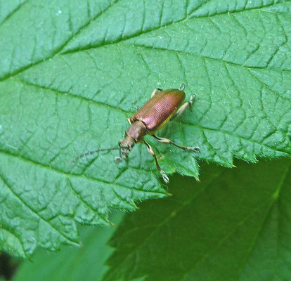 Plateumaris sericea - Trage rietkever