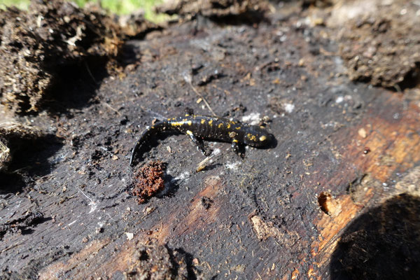 Vuursalamander