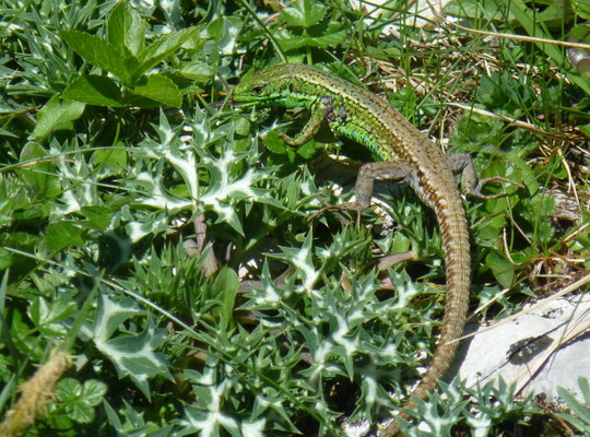 Iberolacerta monticola, man
