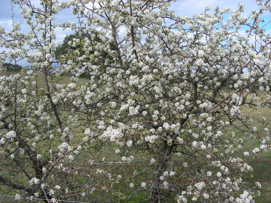 Pyrus pyraster - Wilde peer