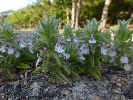 Sideritis romana
