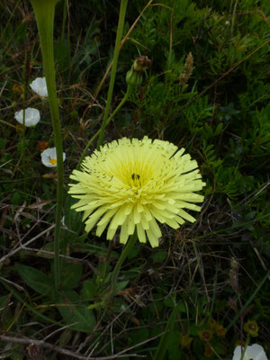 Urospermum dalechampii