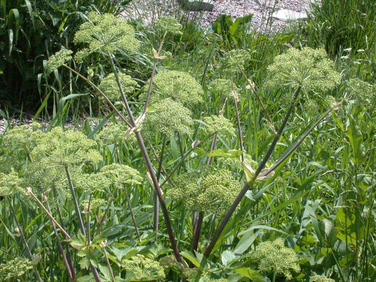 Angelica archangelica - Grote engelwortel