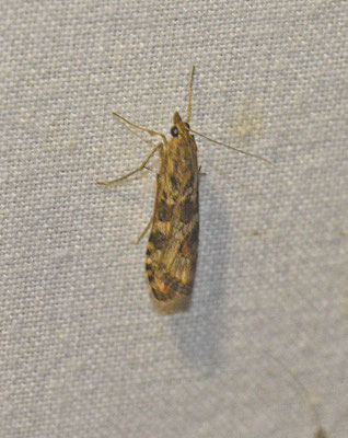 Nomophila noctuella - Luipaardlichtmot