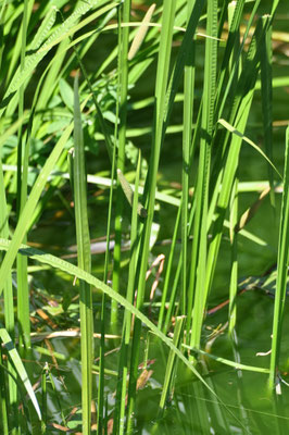 Acorus calamus - Kalmoes
