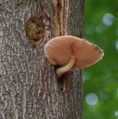 Volvariella bombycina - Zijdeachtige beurszwam