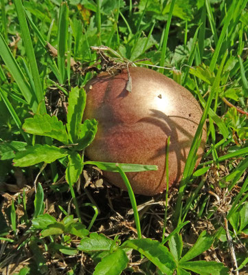 Stropharia rugosoannulata - Blauwplaatstropharia