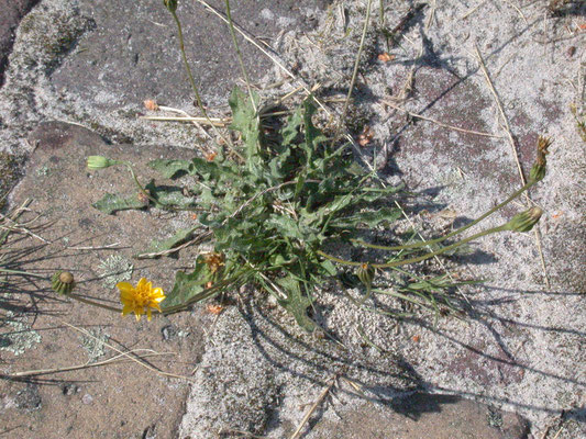 Leontodon saxatilis - Kleine leeuwetand