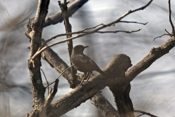 Myrmecocihla albifron - White-fronted Black Chat