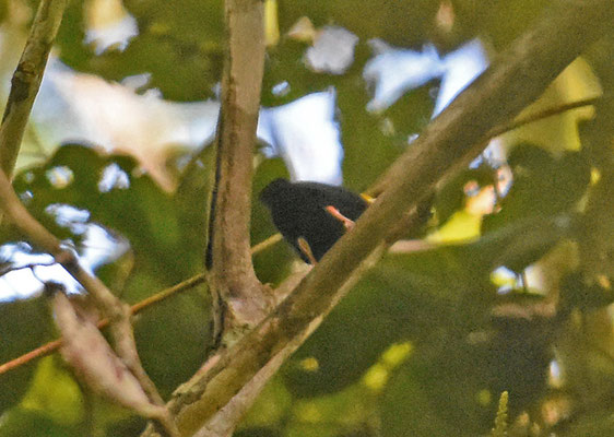 Golden-headed Manakin