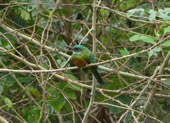 Green-tailed Jacamar