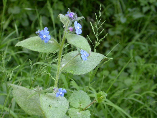 Pentaglottis sempervirens - Overblijvende ossentong