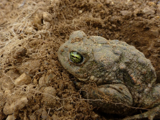 Epidale calamita
