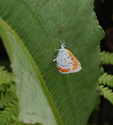 Grote vuurvlinder