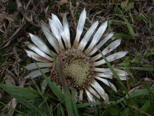 Carlina acaulis - Zilverdistel