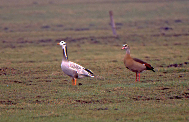 Indische Gans