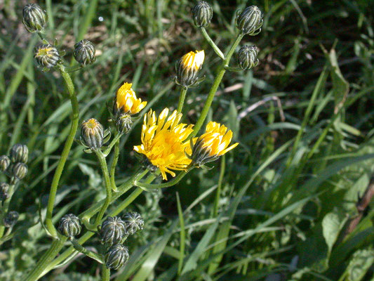 Sonchus arvensis var. arvensis - Akkermelkdistel
