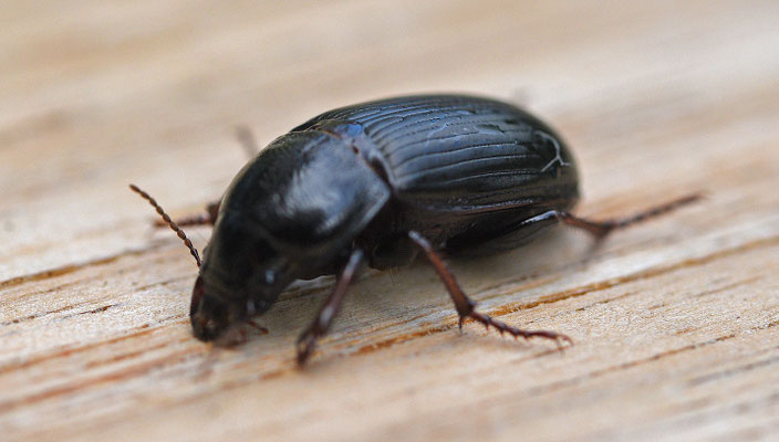 Zabrus tenebrioides - Korenloopkever, Landgraaf NL