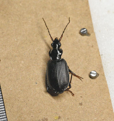Limodromus assimilis - Bossnelloper