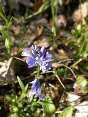 Polygala nicaeensis