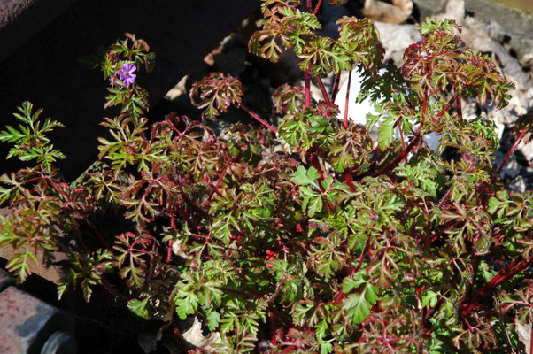 Geranium robertianum - Robertskruid