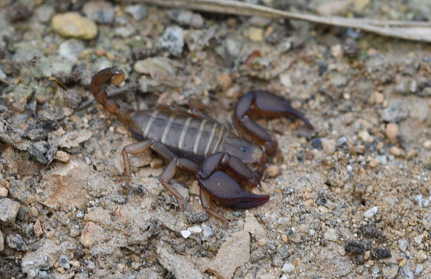 Euscorpius popovi