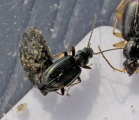 Bembidion tibiale - Beekpriemkever