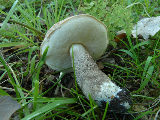 Leccinum duriusculum - Harde populierboleet