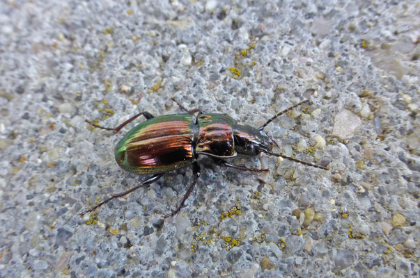 Pterostichus metallicus