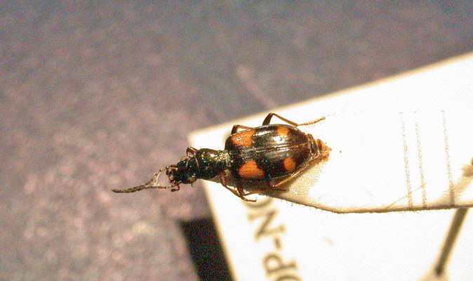Bembidion tetragrammum