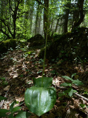 NeoListera ovatatitia nidus-avis