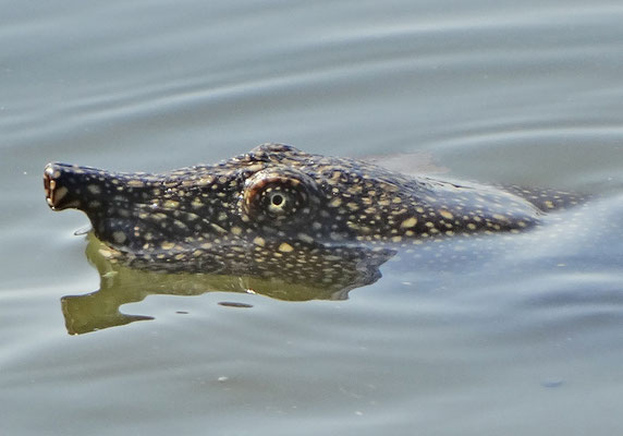 African Softshell Turtle (Trionyx triunguis)