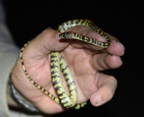 Siphlophis cervinus - Gevlekte Roodrugliaanslang