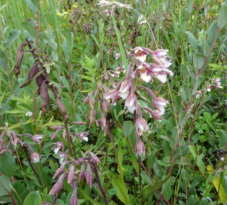 Moeraswespenorchis