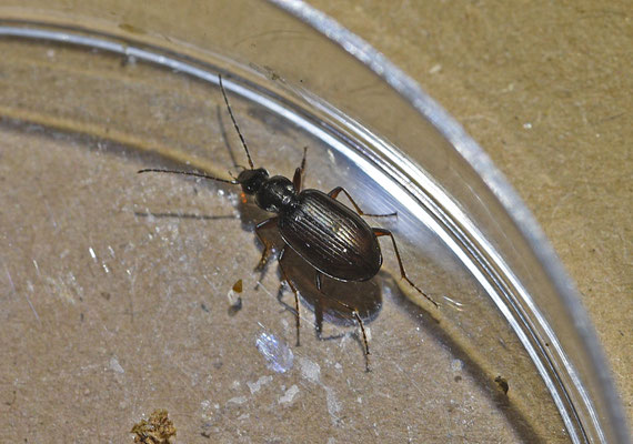 Agonum micans - Riviersnelloper