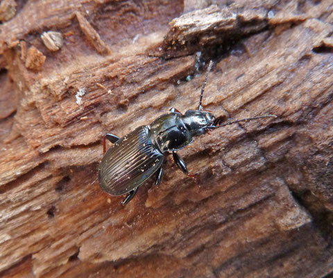 Pterostichus oblongopunctatus